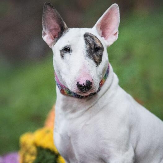 Bull terrier store white and black